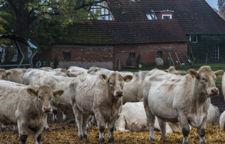 Landidylle - In Altgarbsen noch zu sehen Ausstellung: Garbsen entdecken. Foto: rawPics